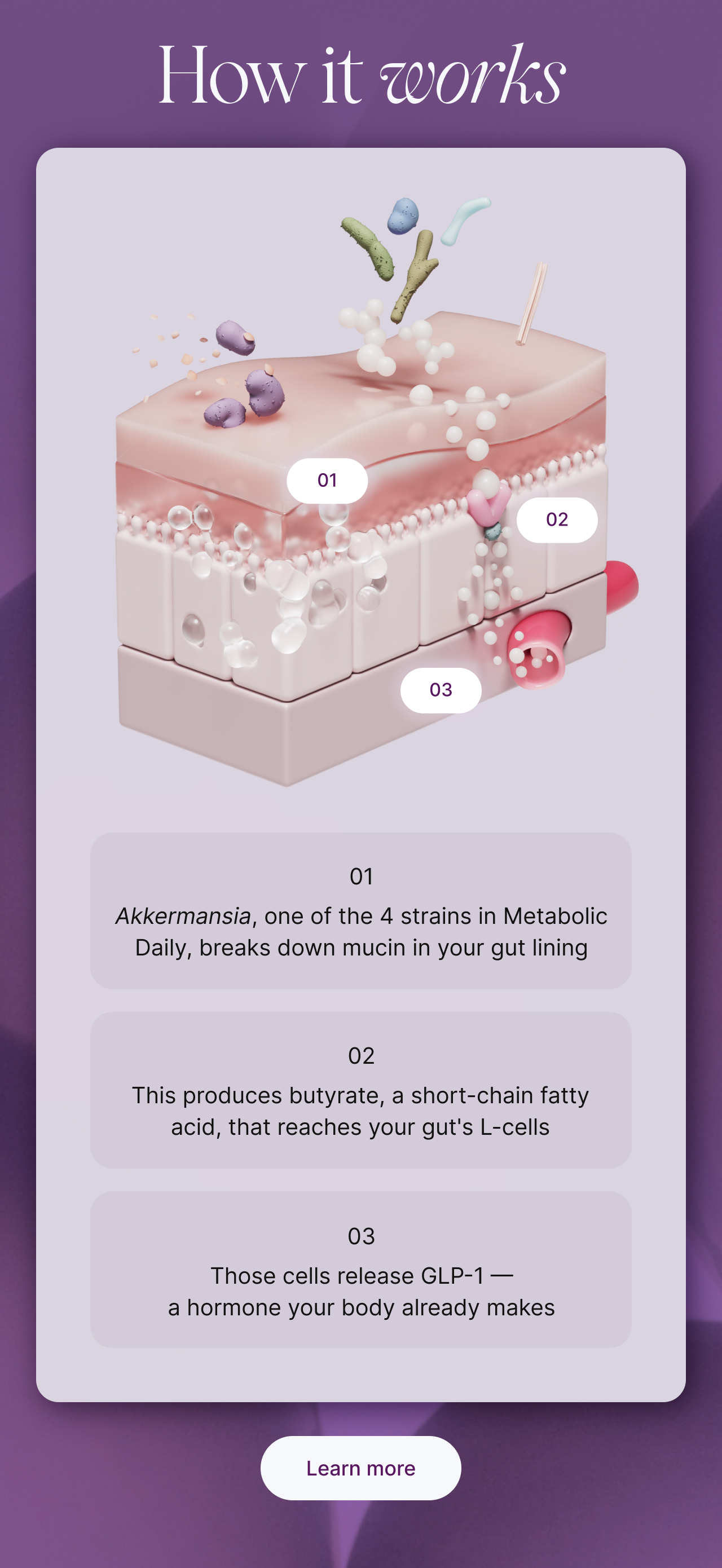 How it works. Akkermansia breaks down mucin in your gut lining. This produces butyrate, which reaches your gut's L-cells. Those cells release GLP-1.