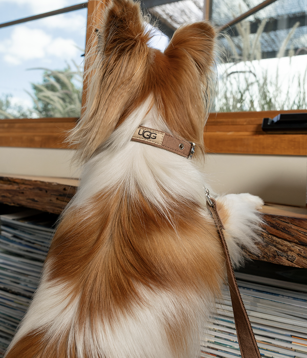 UGG Pet Collection