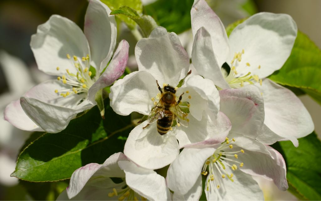 A bee on white Manuka blossoms