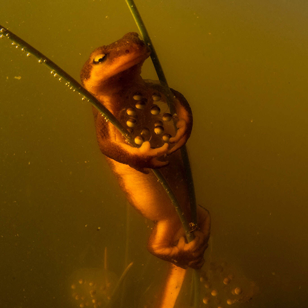 Newt holds onto eggs underwater on reeds.