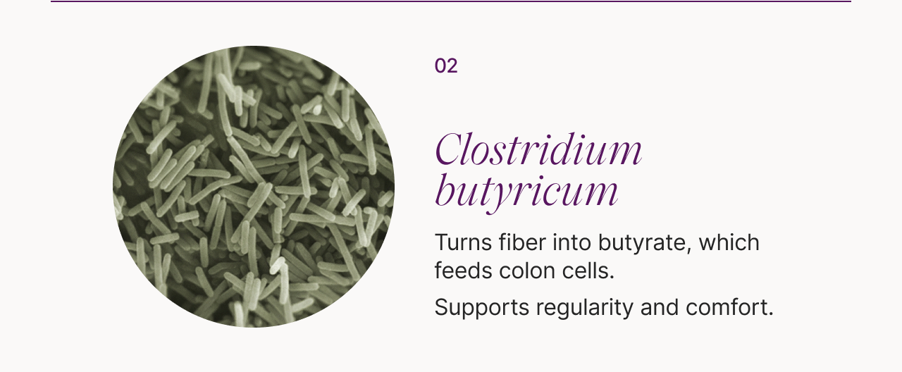 02 Clostridium butyricum: -Turns fiber into butyrate, which feeds colon cells. -Supports regularity and comfort.