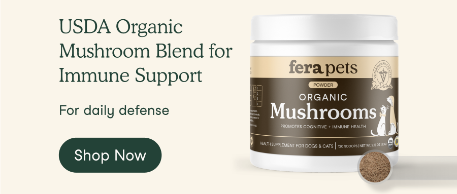 USDA Organic Mushroom Blend for Immune Support