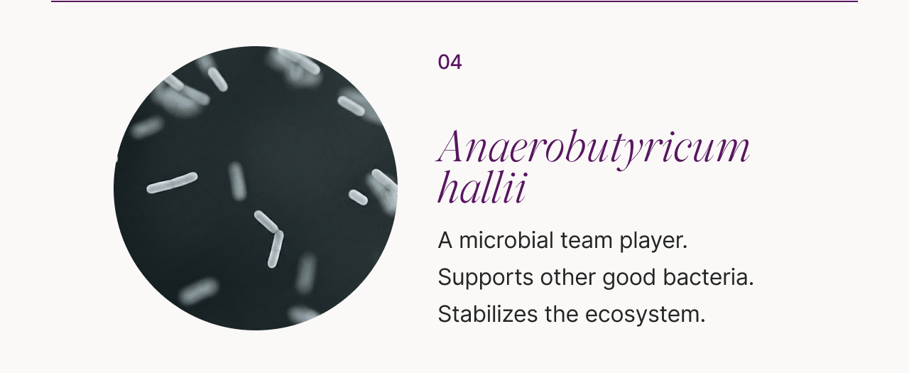 04 Anaerobutyricum hallii: -A microbial team player. -Supports other good bacteria. -Stabilizes the ecosystem.