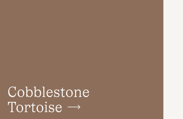 Cobblestone Tortoise