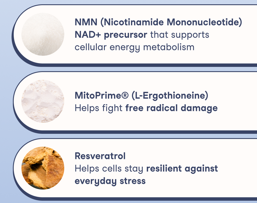 Each active plays a distinct role in supporting cellular energy, resilience, brain health, and healthy aging.
