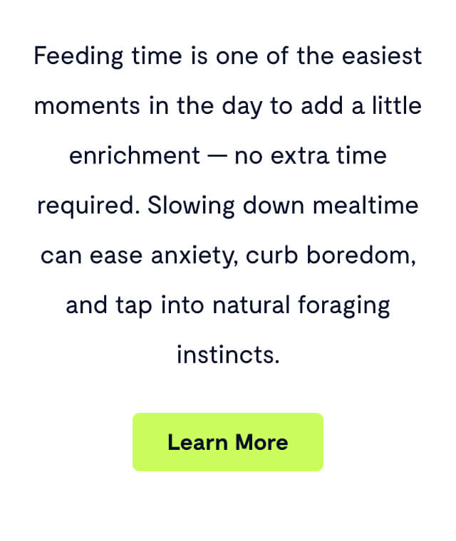 Feeding time is one of the easiest moments in the day to add a little enrichment &mdash; no extra time required. Slowing down mealtime can ease anxiety, curb boredom, and tap into natural foraging instincts.