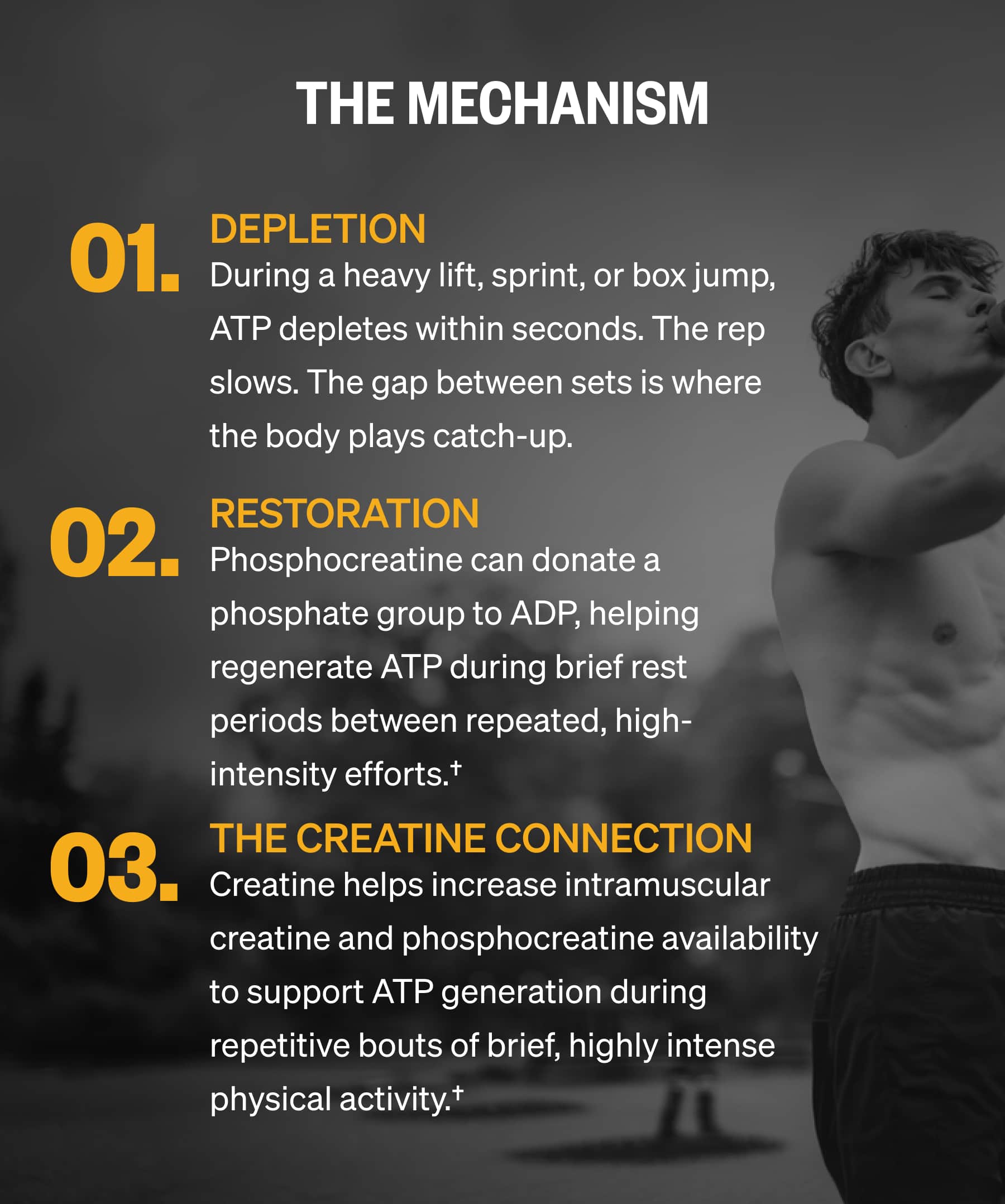 THE MECHANISM 01. DEPLETION During a heavy lift, sprint, or box jump, ATP depletes within seconds. The rep slows. The gap between sets is where the body plays catch-up. | 02. RESTORATION Phosphocreatine can donate a phosphate group to ADP, helping regenerate ATP during brief rest periods between repeated, high-intensity efforts.&dagger; | 03. THE CREATINE CONNECTION Creatine helps increase intramuscular creatine and phosphocreatine availability to support ATP generation during repetitive bouts of brief, highly intense physical activity.&dagger;