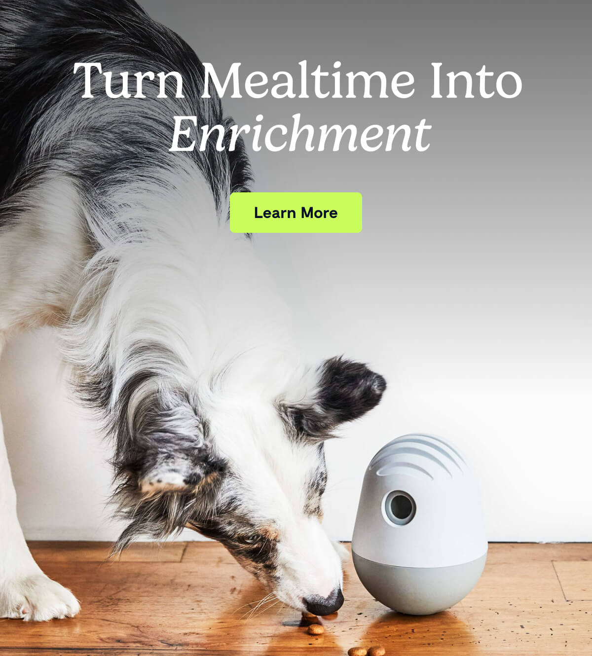 Turn Mealtime Into Enrichment