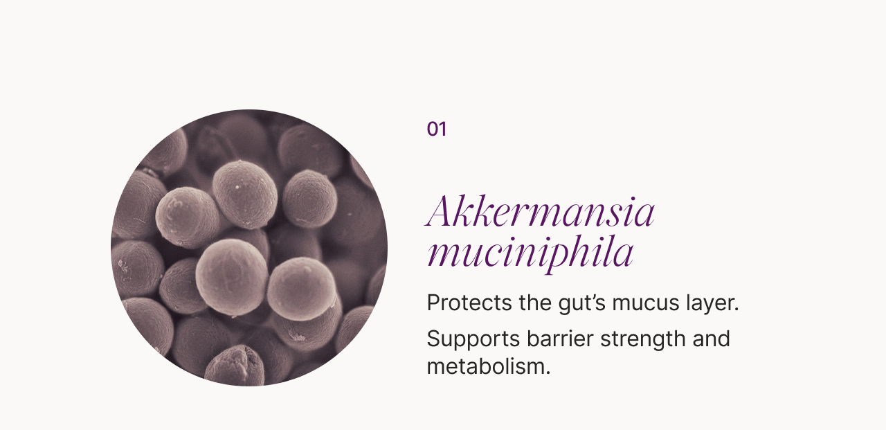 01 Akkermansia muciniphila: -Protects the gut's mucus layer. -Supports barrier strength and metabolism.
