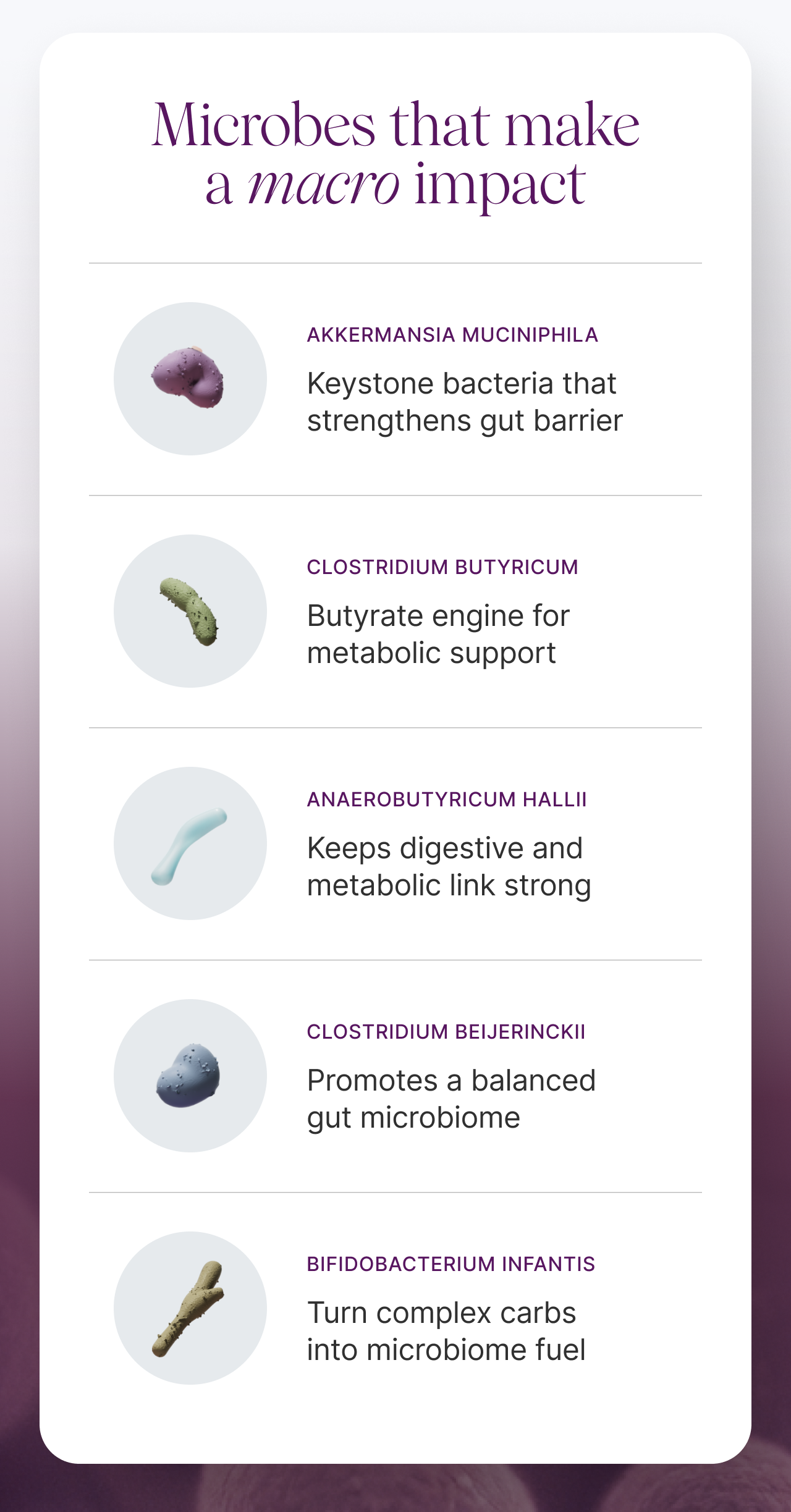Microbes wthat make a macro impact: Akkermansia muciniphila- Keystone bacteria that strengthens gut barrier | Clostridium butyricum- Butyrate engine for metabolic support | Anaerobutyricum hallii- Keeps digestive and metabolic link strong | Clostridium beijerinckii- Promotes a balanced gut microbiome | Bifidobacterium infantis- Turn complex carbs into microbiome fuel
