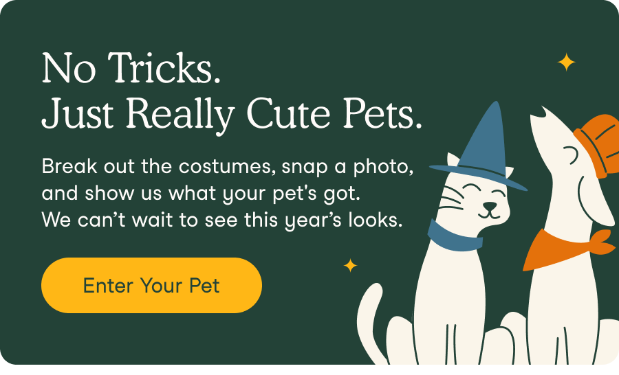 No Tricks. Just Really Cute Pets.