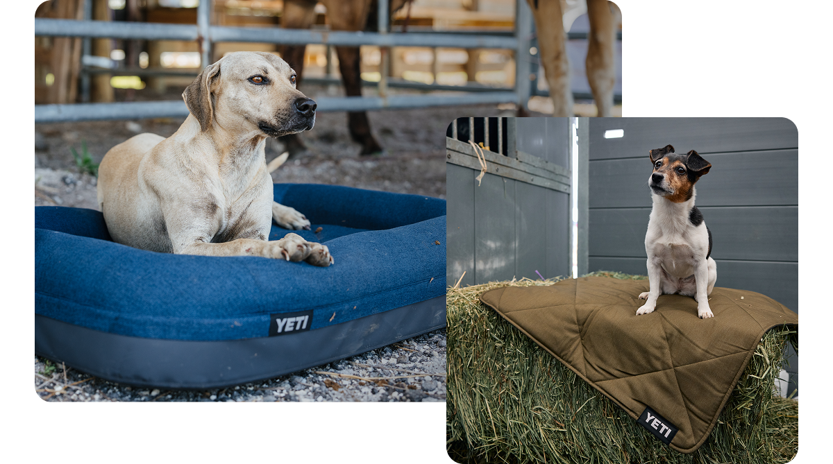 Dog Goods For Good Dogs