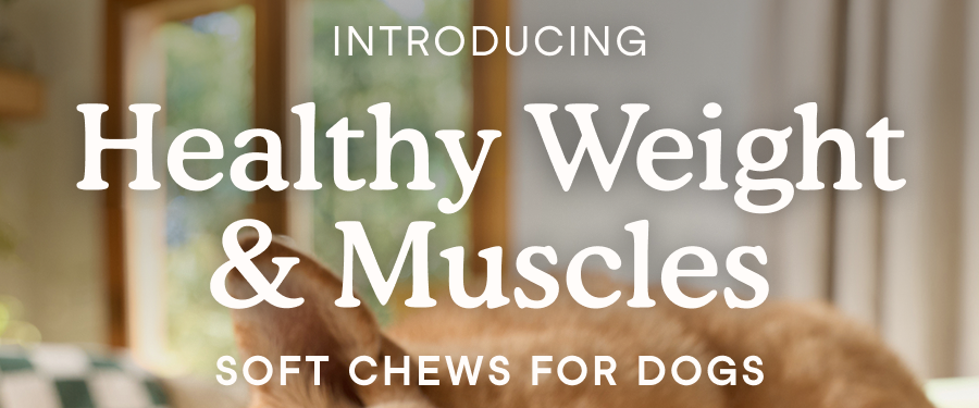 Introducing Healthy Weight & Muscles Soft Chews for Dogs