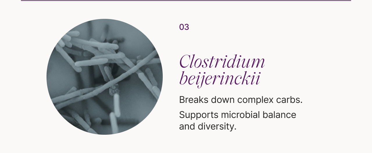 03 Clostridium beijerinckii: -Breaks down complex carbs. -Supports microbial balance and diversity.