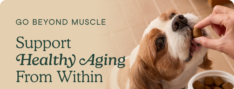 Support Healthy Aging From Within.