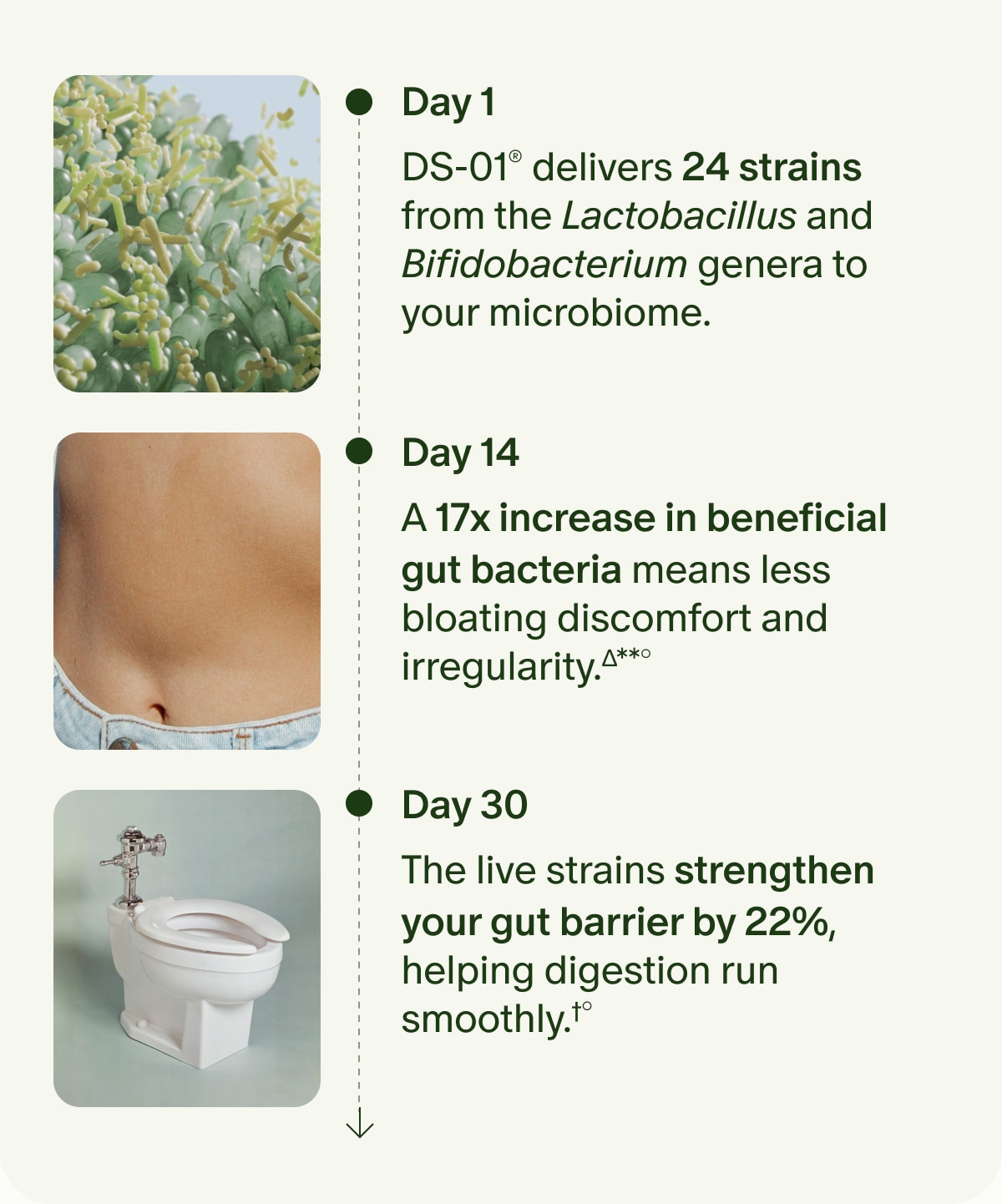 Day 1 | DS-01&reg; delivers 24 strains from the Lactobacillus and Bifidobacterium genera to your microbiome. | Day 14 | A 17x increase in beneficial gut bacteria means less bloating discomfort and irregularity.&Delta;**&deg; | Day 30 | The live strains strengthen your gut barrier by 22%, helping digestion run smoothly.&dagger;&deg;