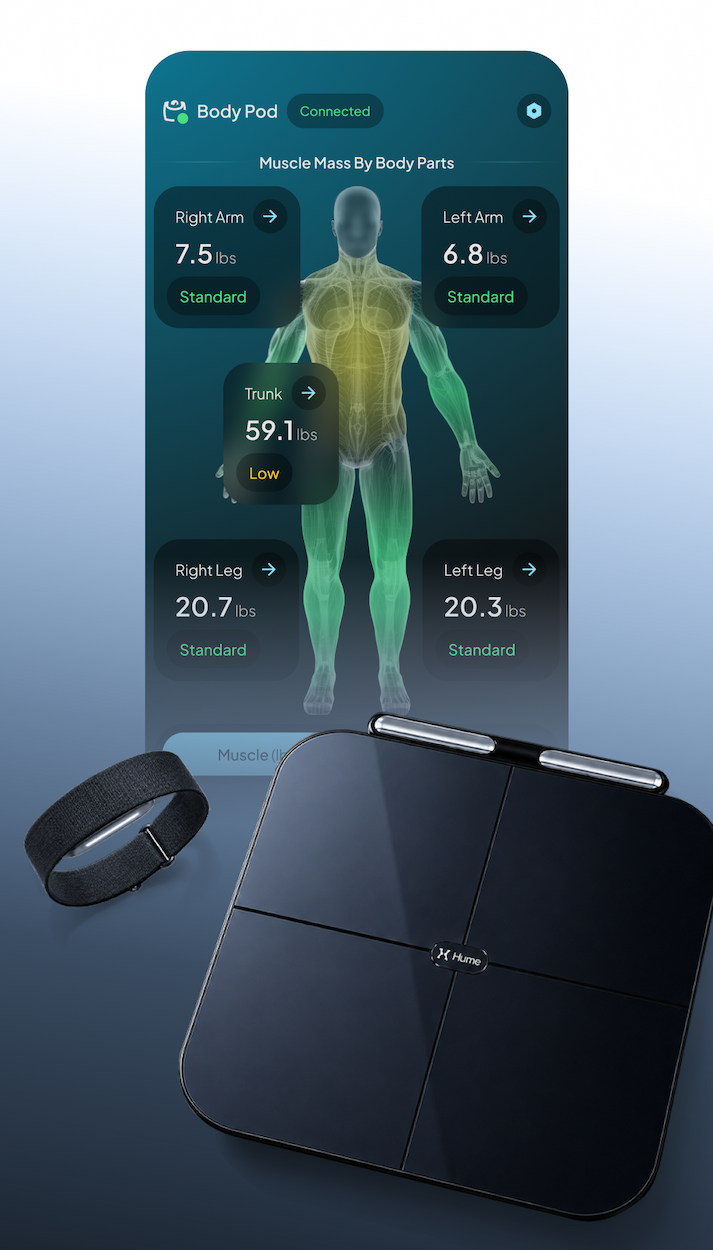 A closer look at how your muscle mass breaks down, arm by arm, leg by leg.