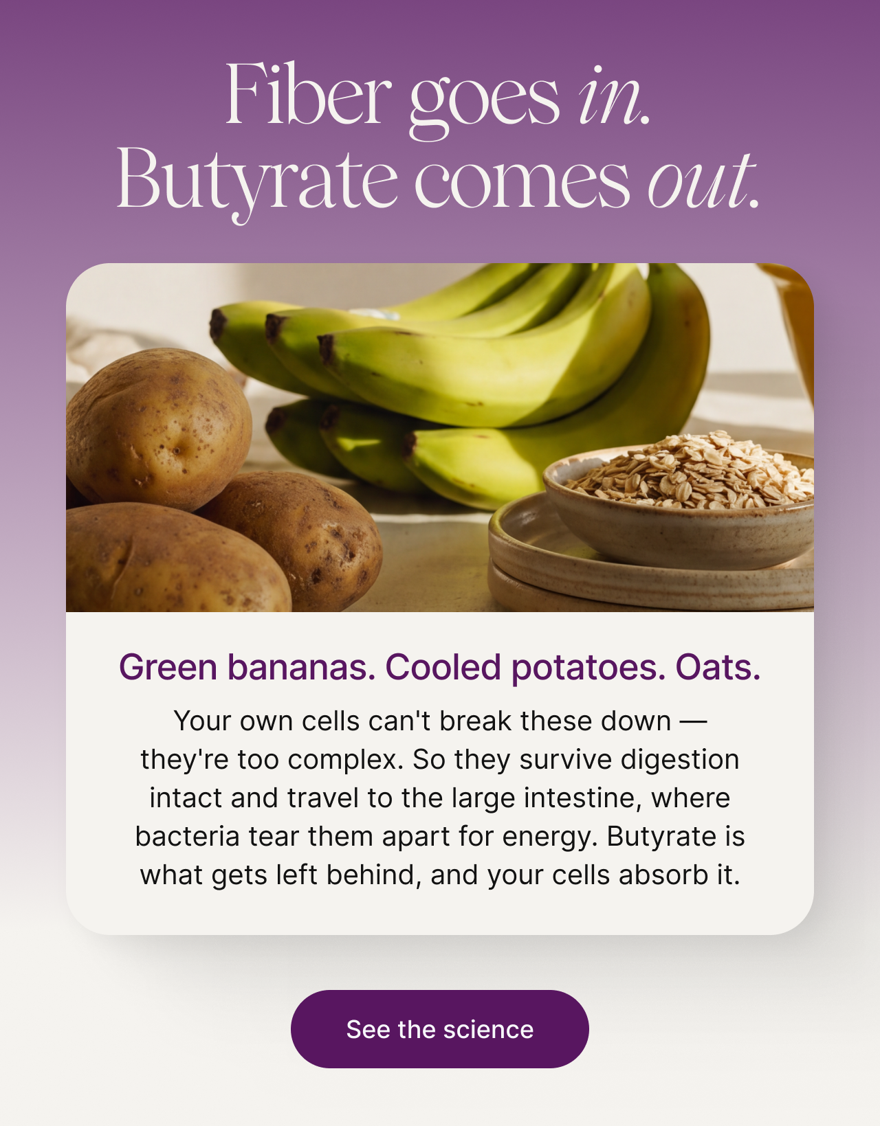 Centenarians have more of this keystone strain.