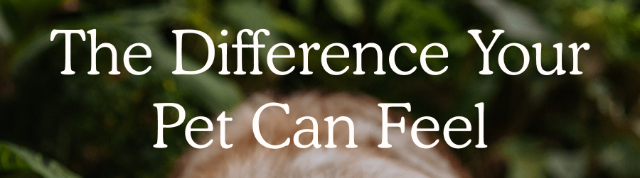 The Difference Your Pet Can Feel