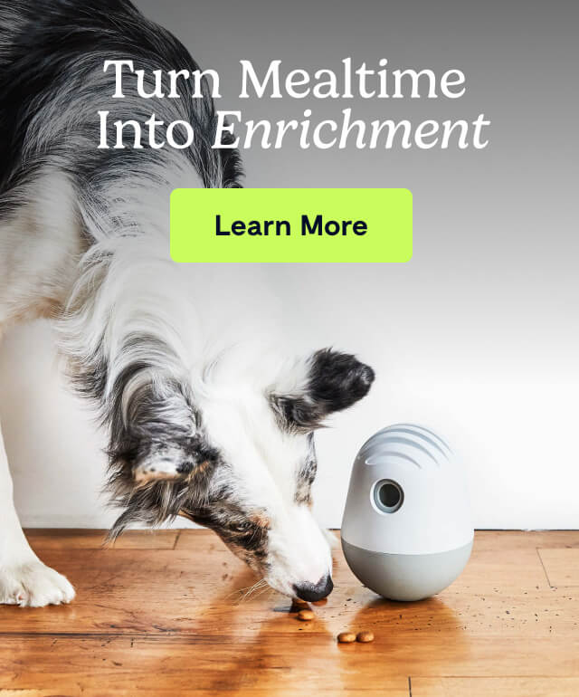 Turn Mealtime Into Enrichment