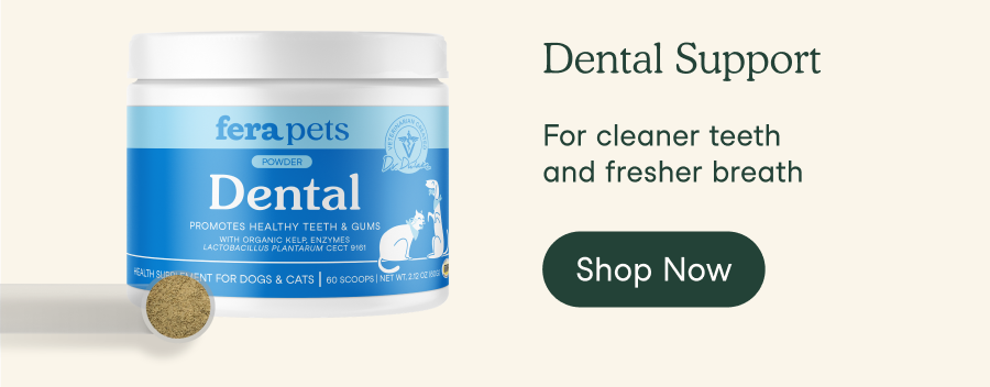 Dental Support