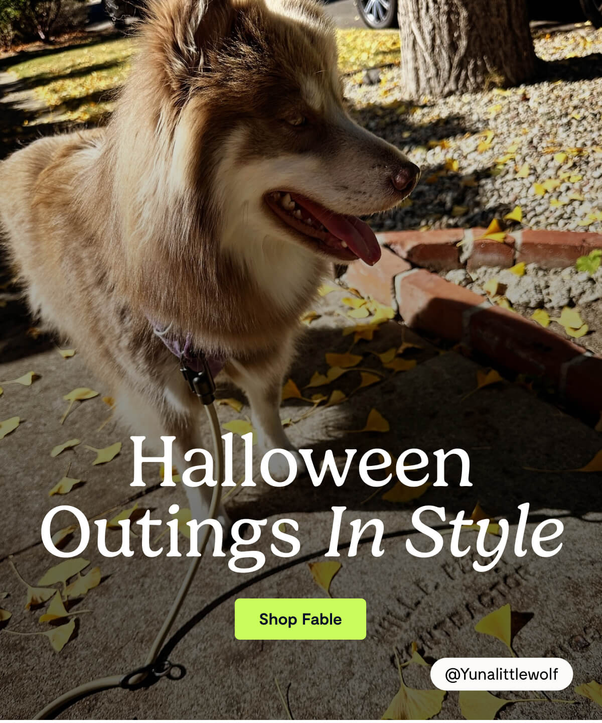 Halloween Outings In Style. Shop Fable. @Yunalittlewolf