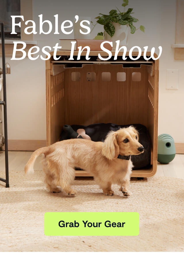 Fable&rsquo;s Best In Show. Grab Your Gear