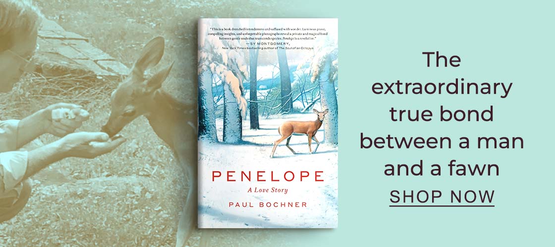 [Penelope: A Love Story by Paul Bochner] The extraordinary true bond between a man and a fawn - SHOP NOW