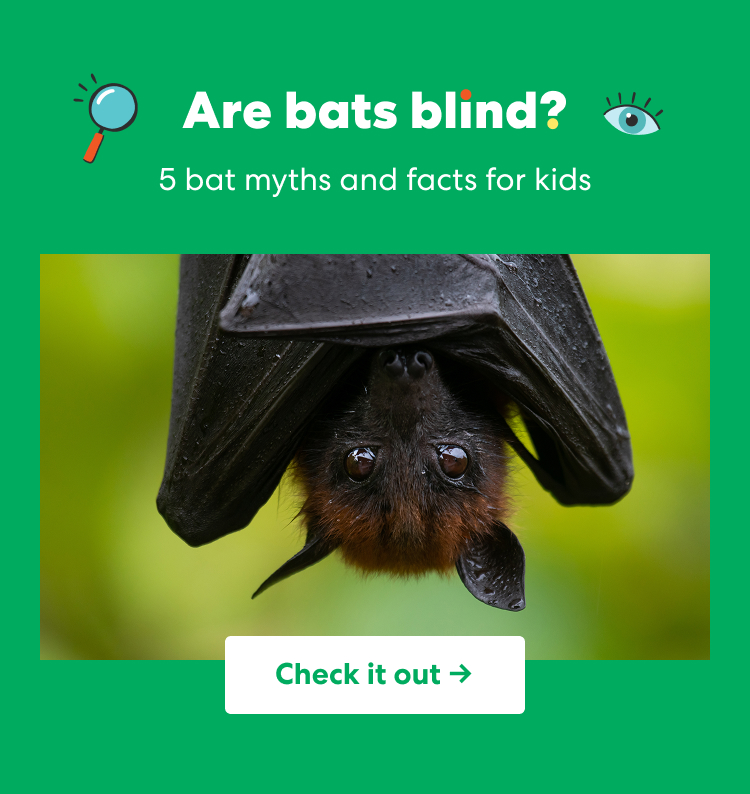 Are bats blind? 5 bat myths and facts for kids. A close-up photo of a bat hanging upside down with its wings wrapped around its body. Check it out.