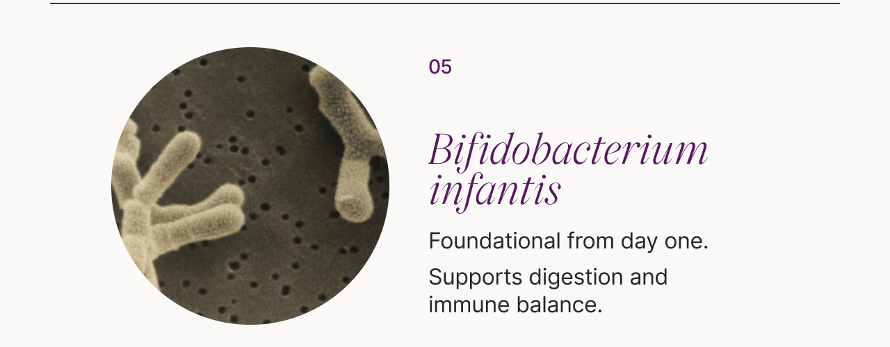 05 Bifidobacterium infantis: -Foundational from day one. -Supports digestion and immune balance.