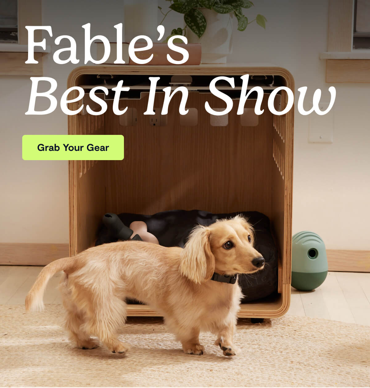 Fable&rsquo;s Best In Show. Grab Your Gear