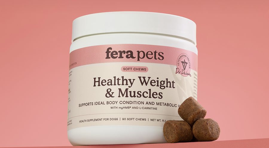Fit for Every Dog